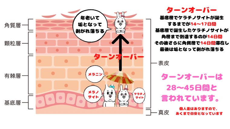 肌の基本構造「シミができるまで」