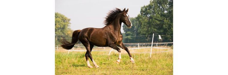 馬プラセンタの効果効能とは？